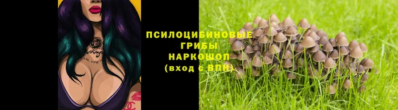 Галлюциногенные грибы Magic Shrooms  Богданович 